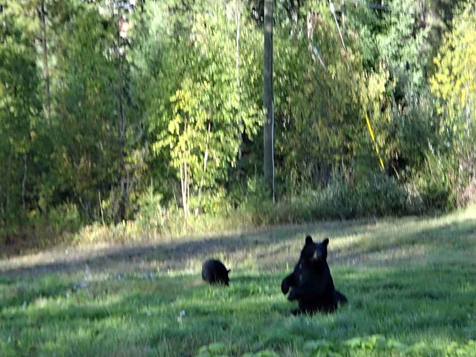 Alpine Meadows Lodge