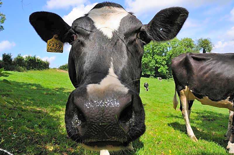 Best Western Hotel Slenaken