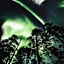 Aurora Village Ivalo