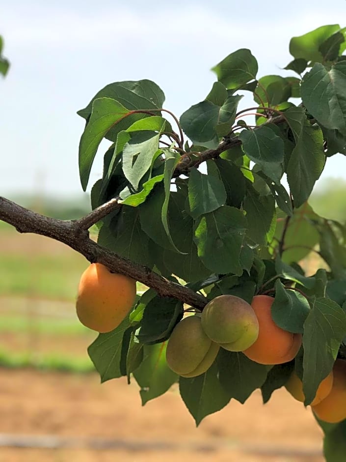 Agriturismo Donna Germana
