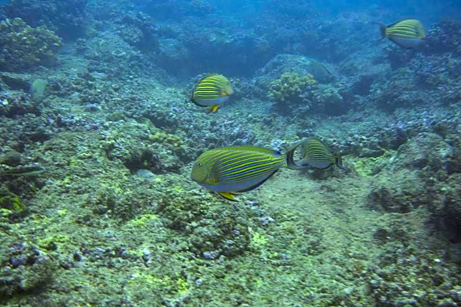 Nyang Ebay Surf Camp Siberut