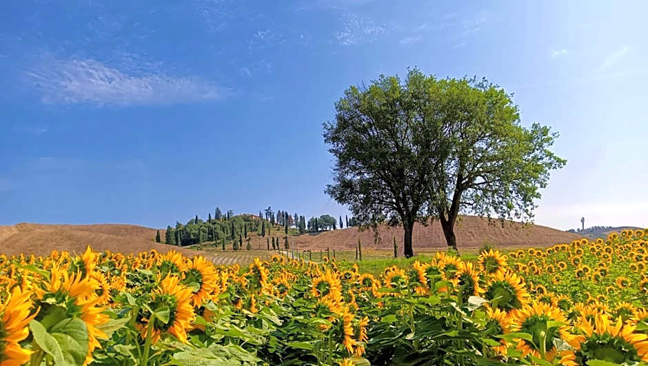 Tenuta d'Arbia, Siena