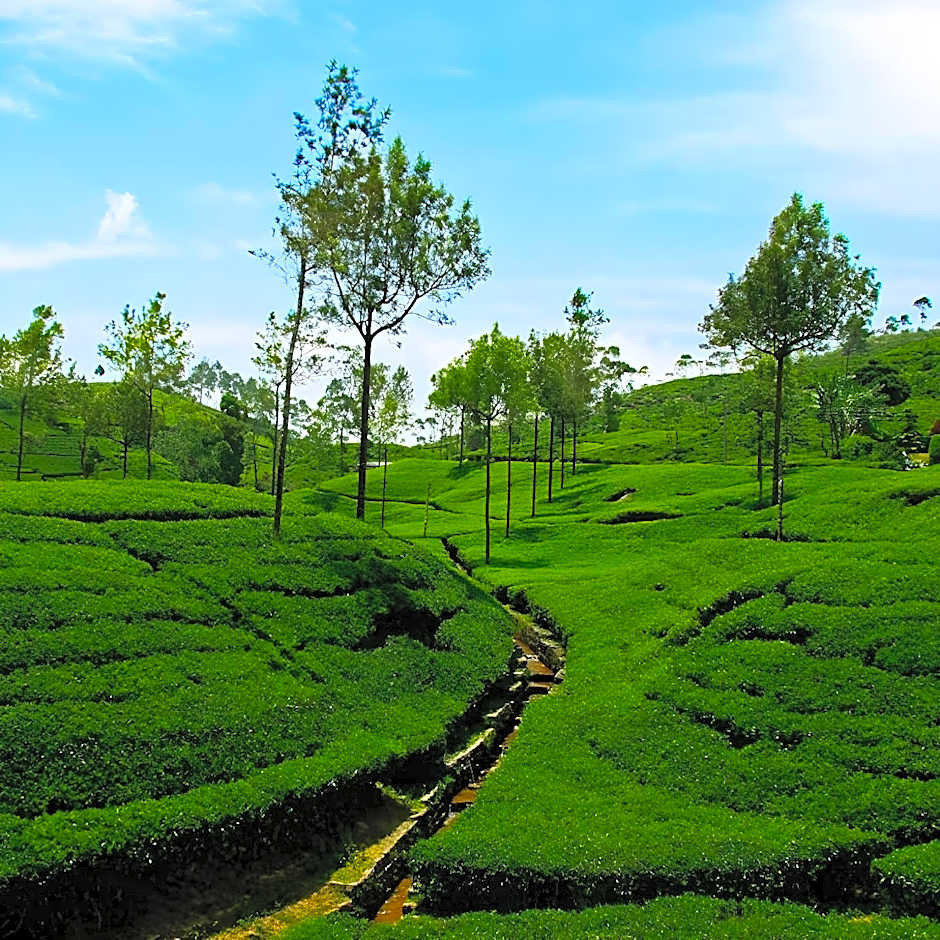 Oak-Ray Summer Hill Breeze Hotel