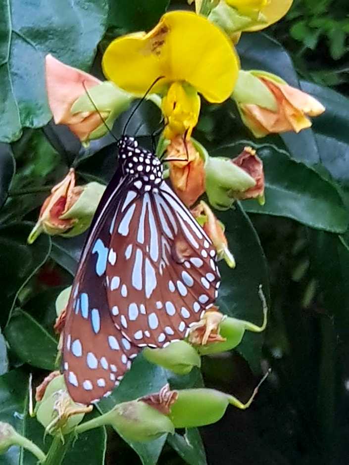 La Fleur BnB & Restaurant