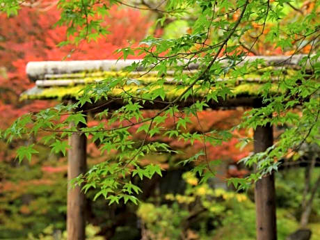 Nikko Hoshinoyado Hotel