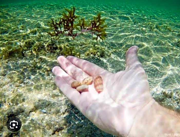 Flat de Irinha Moreré