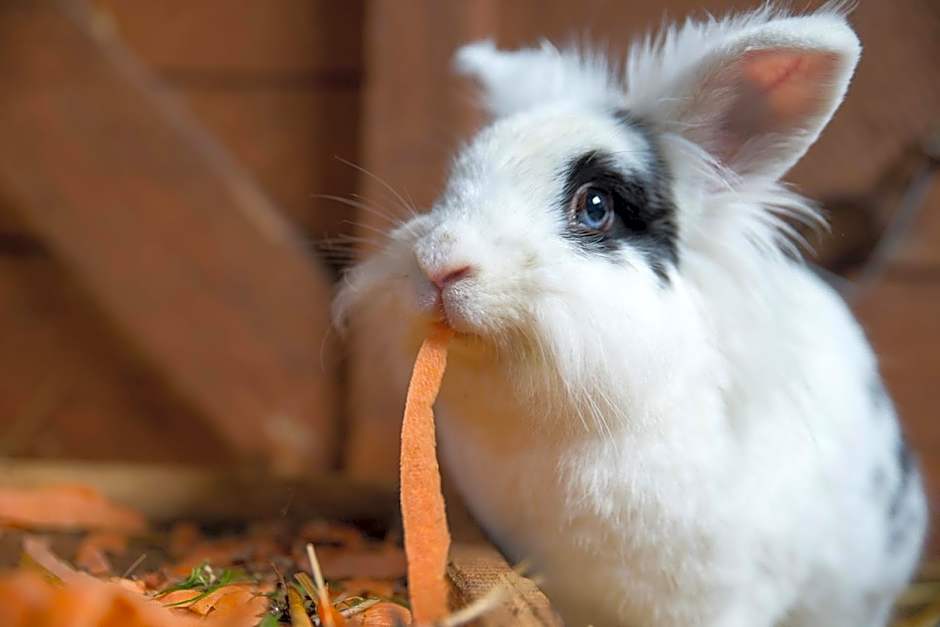 Golchener Hof - Familienhotel & Bauernhofurlaub in Mecklenburg