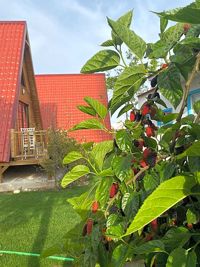 NOEL BUNGALOV & CAFE