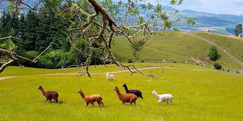 Aorangi Peak Holiday House