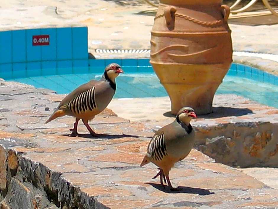 Country Hotel Velani