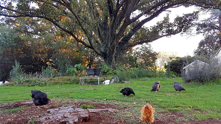 Blair Athol Homestead