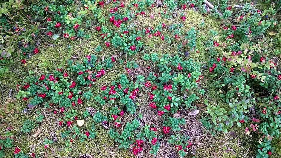 Kujanpää | Paajoen Vuokramökit
