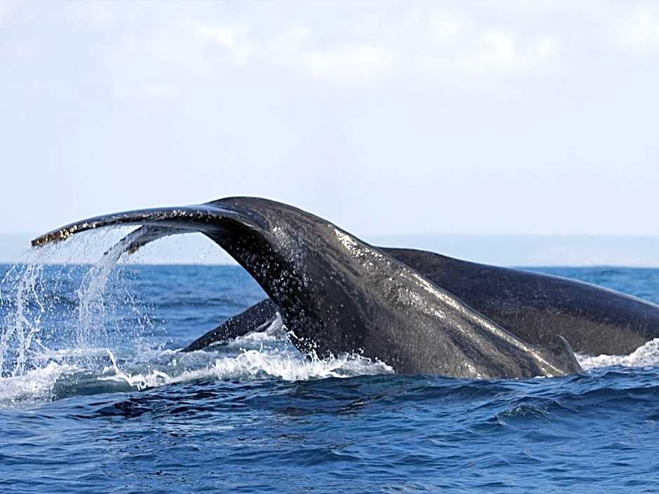 Machangulo Beach Lodge