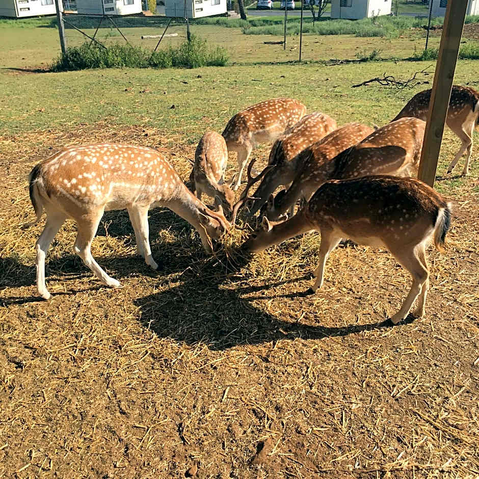 Deer Park Motor Inn Armidale