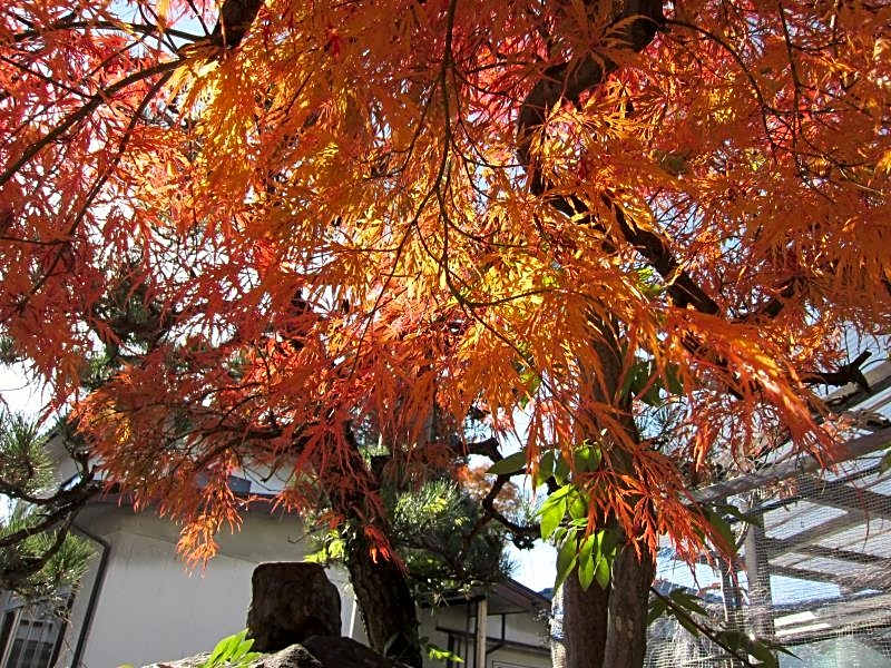 Ryokan Matsukaze
