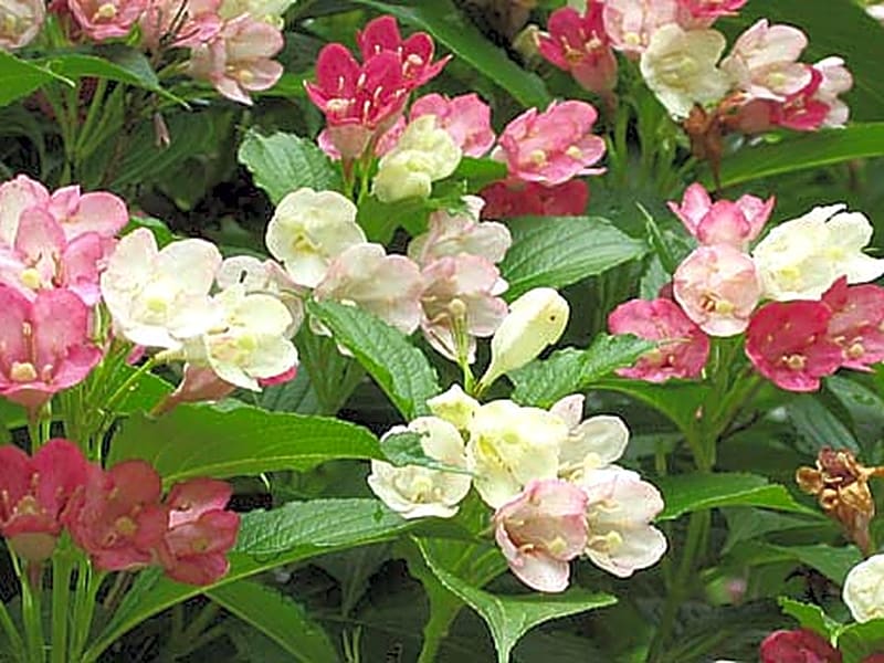 Kirishima Onsen Ryokojin Sanso