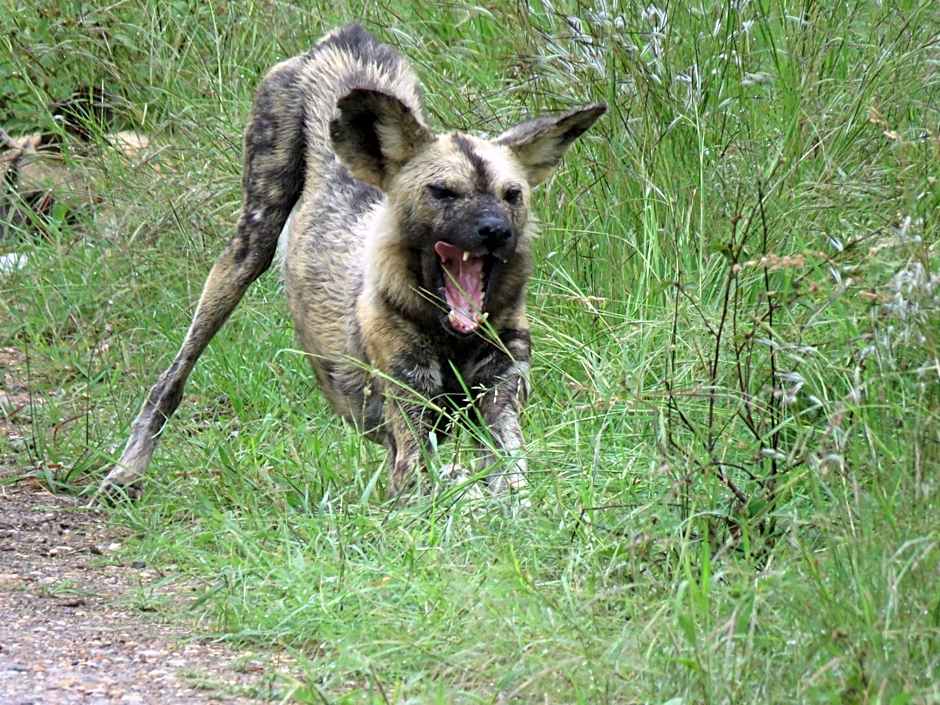 Sable Creek Safari Lodge