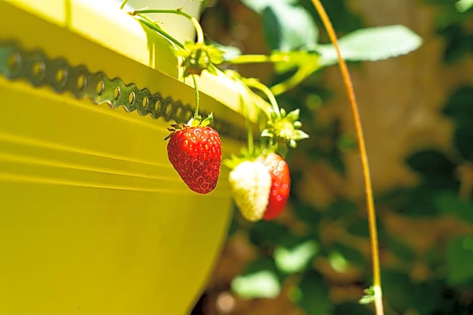 Chania Hostel Youth 18-50