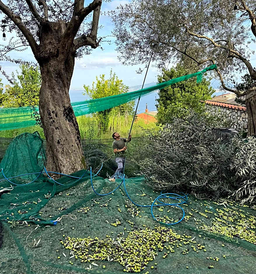 ANTICA TENUTA CELOTTO
