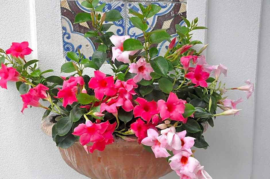 Hotel Mignon Meublè