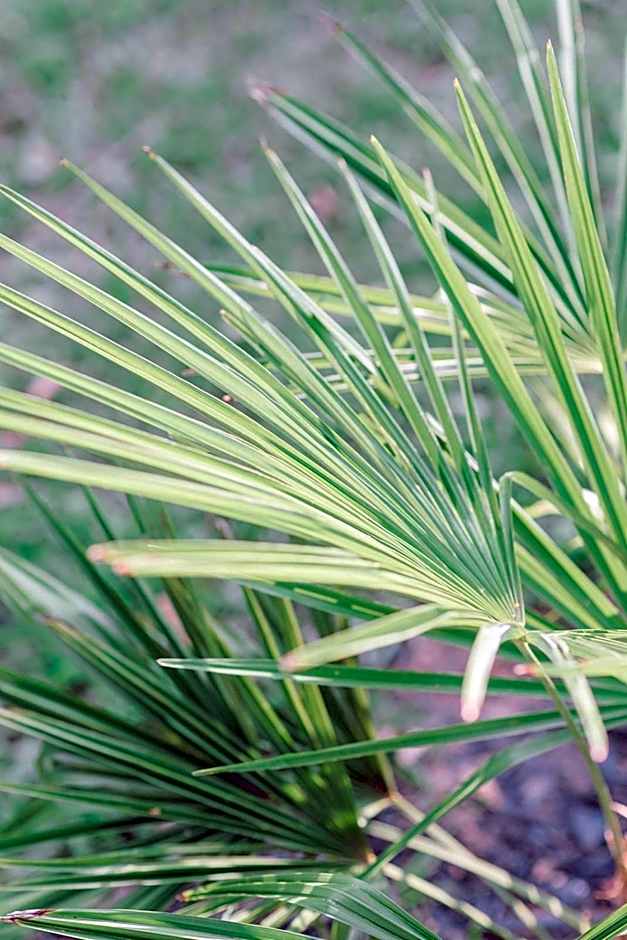 Georgia Palms & Gardens