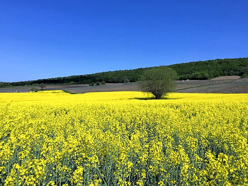 Domaine Pont Juillet