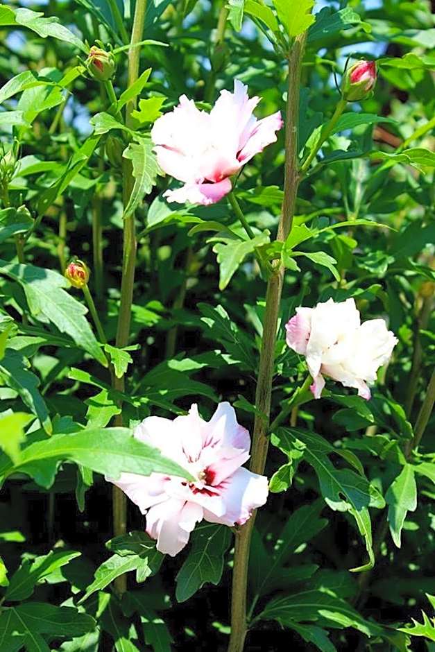 Joia Hotel & Luxury Apartments