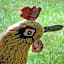 Rooster Guesthouse Rooms