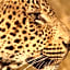 Leopard Mountain Safari Lodge