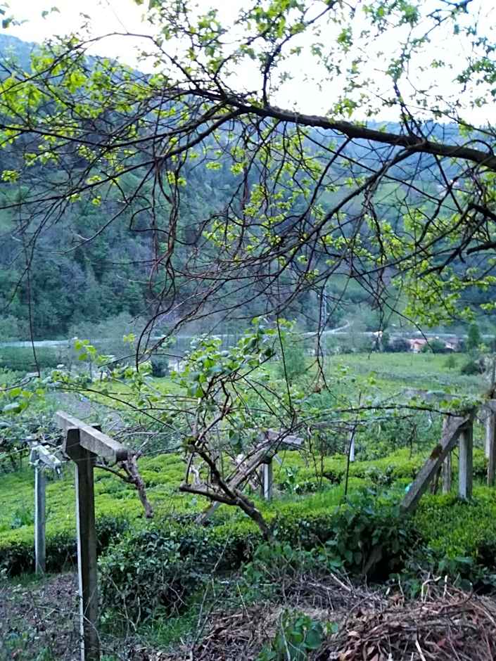 Zisto Apart Otel & Bungalows