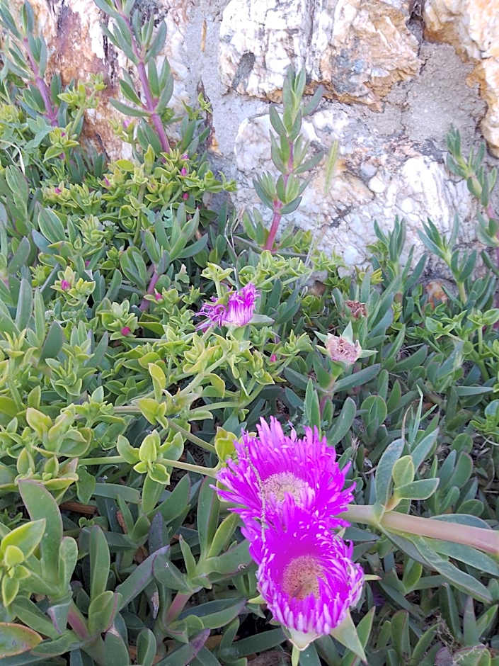 Lispusada Agriturismo Adults Only