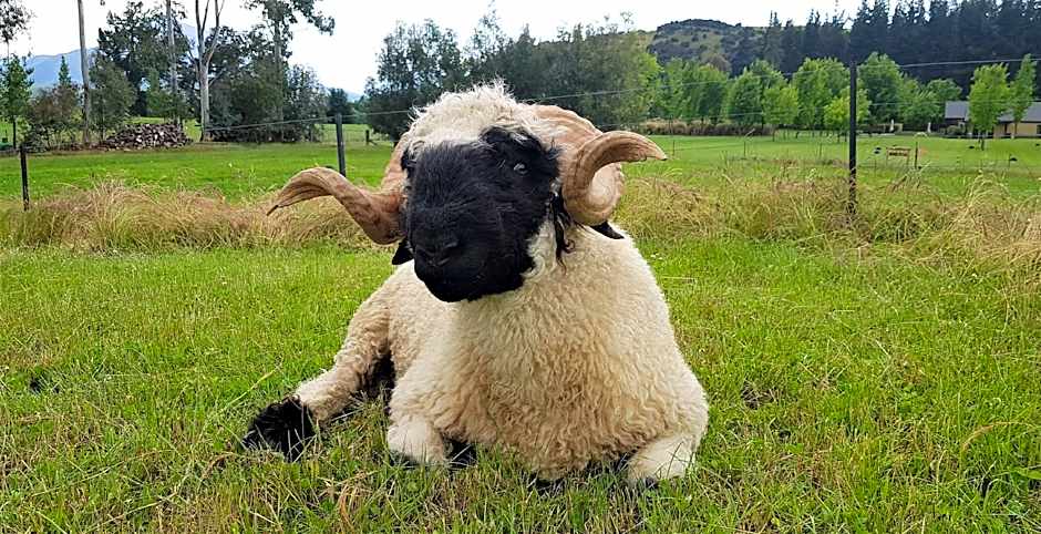 Maple Lodge Luxury Bed And Breakfast