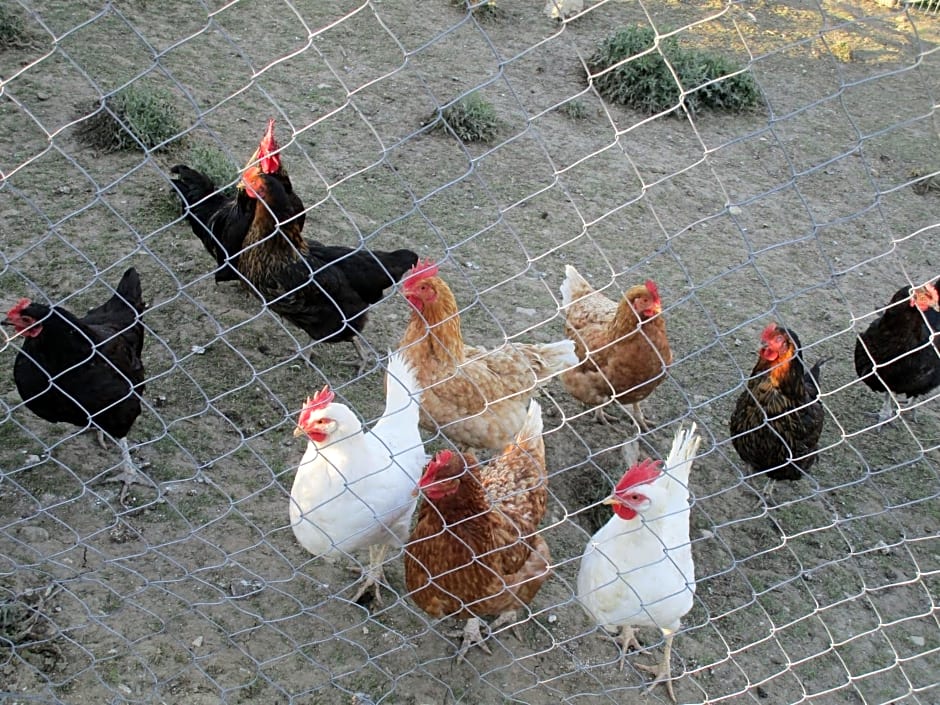 Alla Contrada degli Asinelli