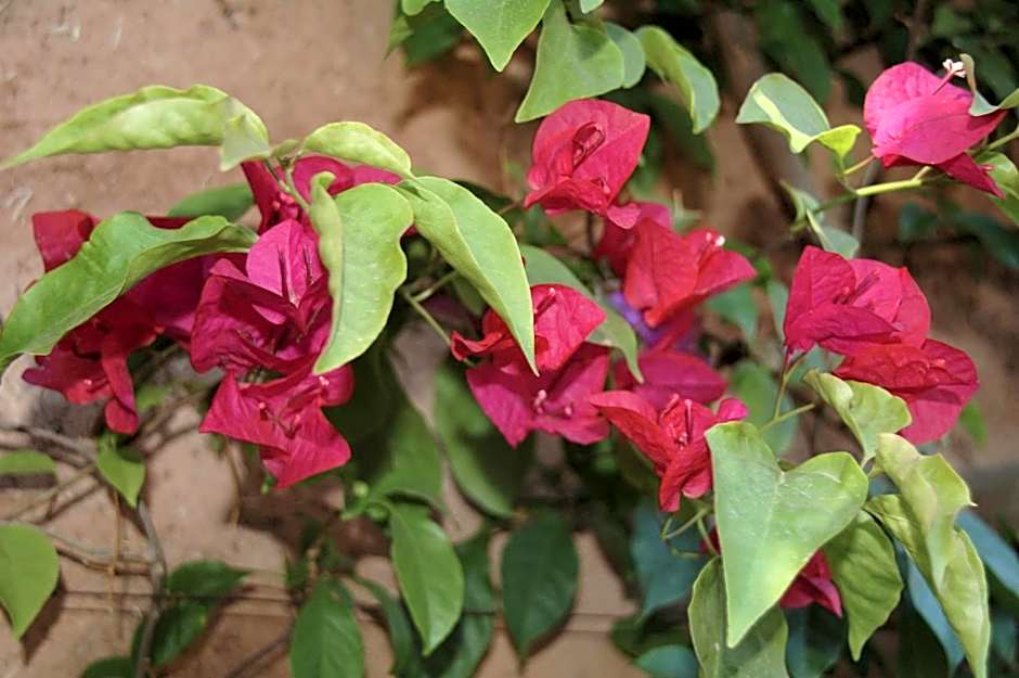 Auberge Chez Momo II