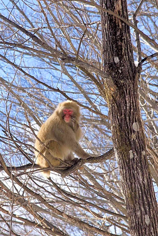 The Bohemians' Shelter