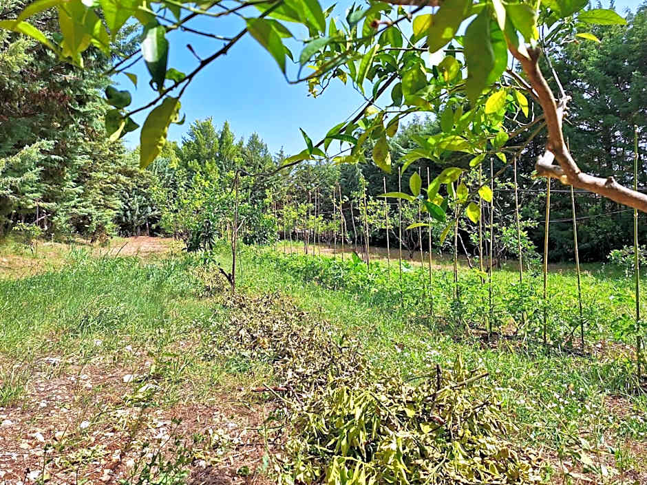 Villa Amica