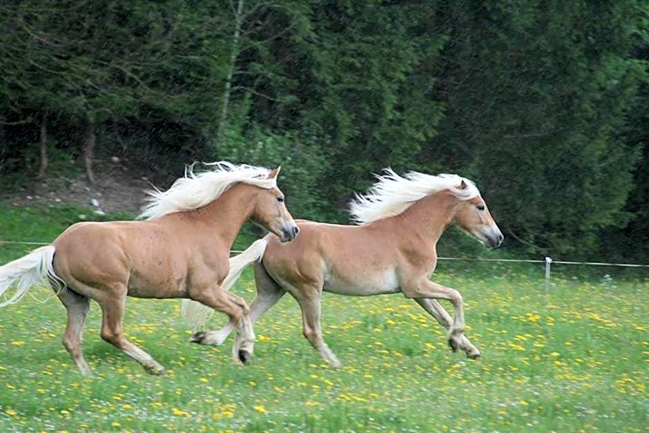 Haflingerhof Appenstein