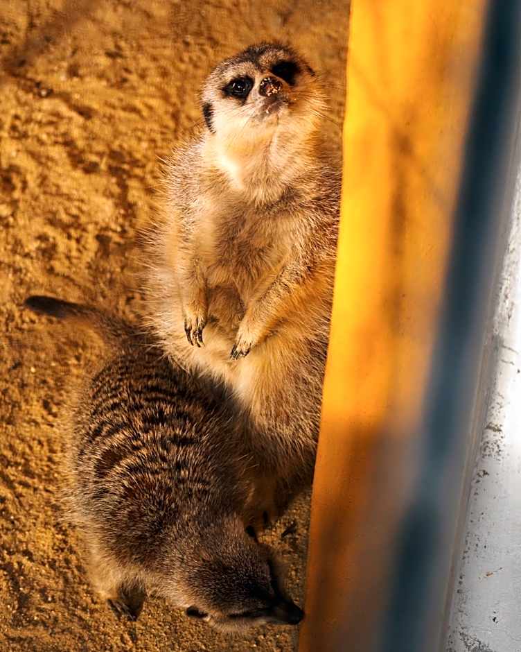 Monte Santa Catarina