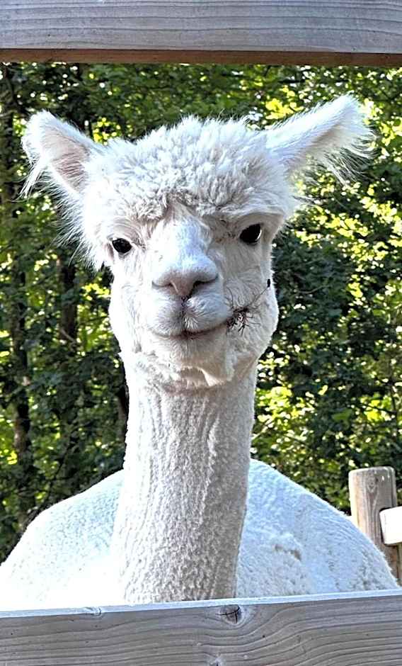 Luxe Finse Kota met Jacuzzi en SaunaBarrel de Zandhoef