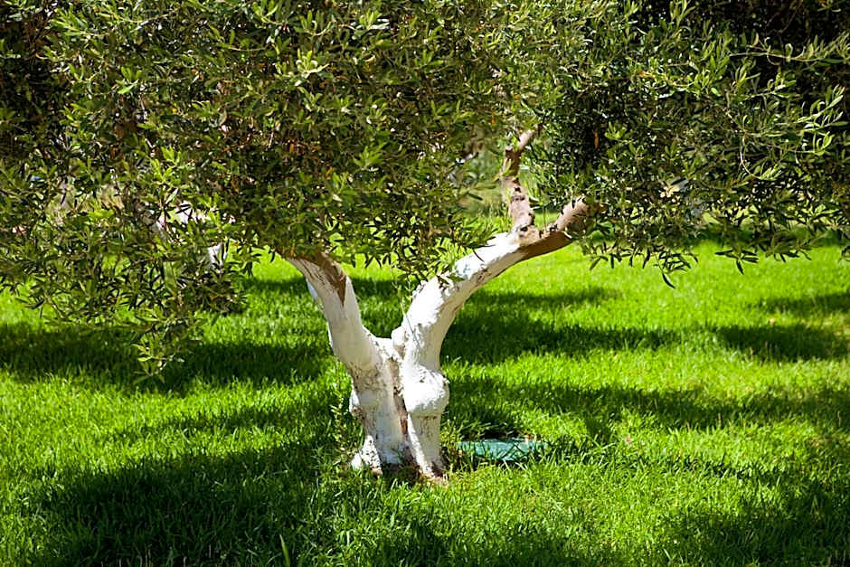 Haus Risos Next Generation