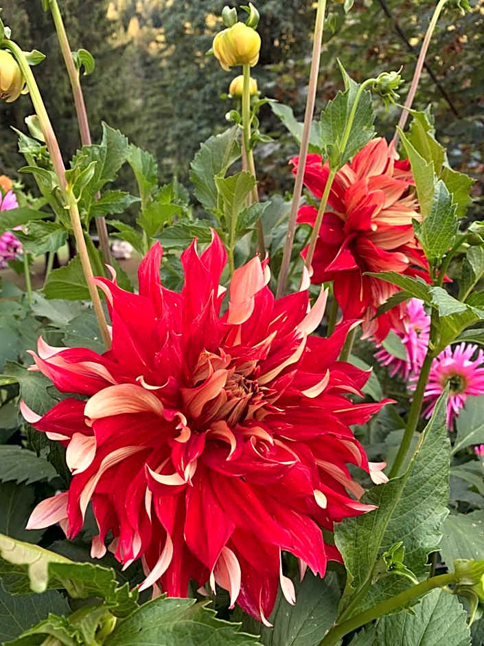 Apartment Hotel Elvis