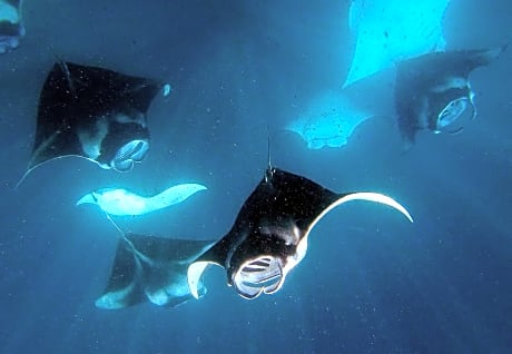 Manta Reserve