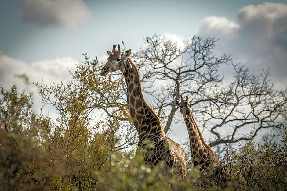 Garonga Safari