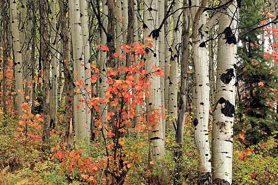 Raintree's The Miners Club Park City