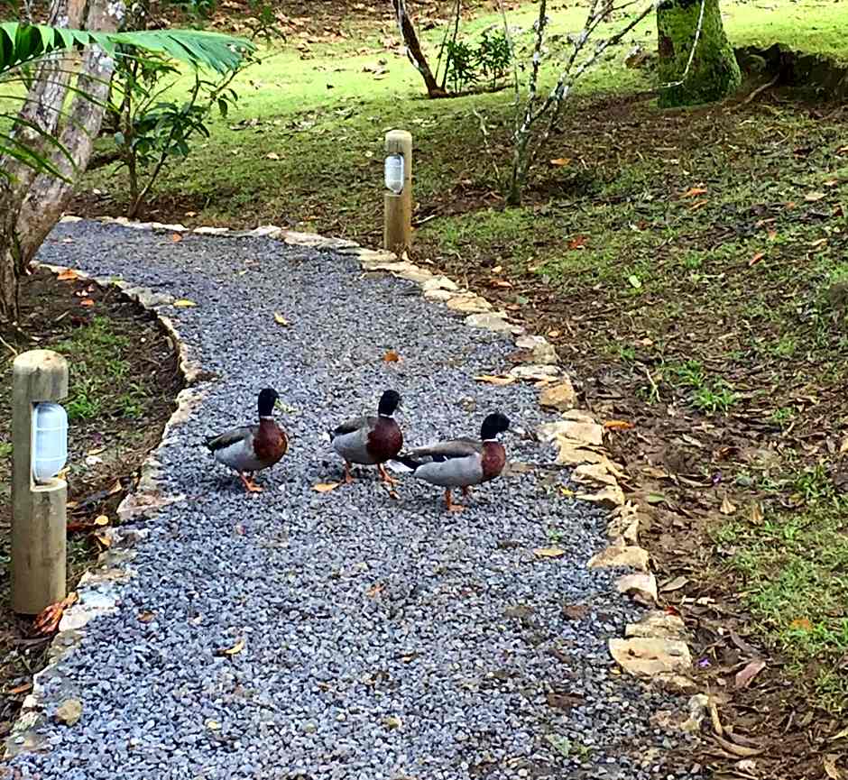 Bubble Lodge Bois Chéri Plantation