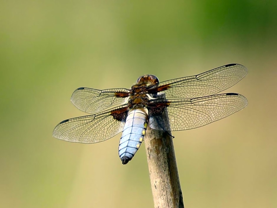 Ô prés d'ici Chambres d'hôtes