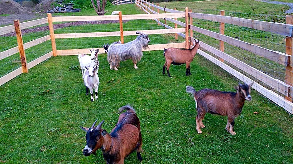 Hotel der Wolkensteinbär
