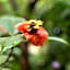 Pachira Lodge