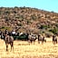 Safari Plains