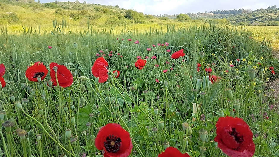 Hemdatya Stone Suites In The Galilee